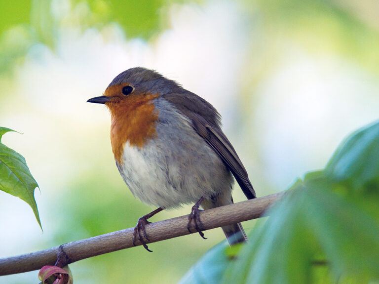 ヨーロッパコマドリ K's life list